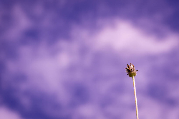 una flor con fondo de cielo púrpura, espacio para copiar, paisaje - Foto, Imagen