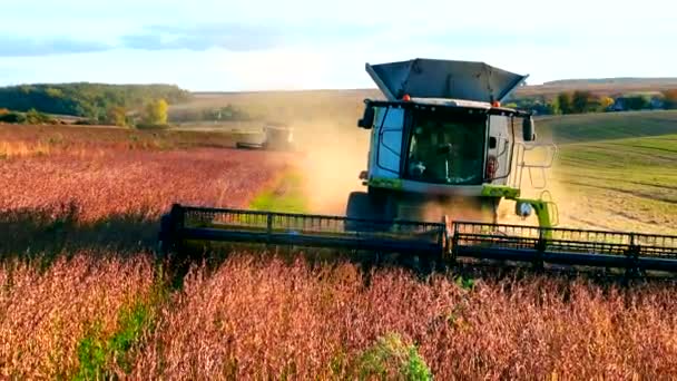 Zbiory soi. Kombajny kombajn w polu zbiera soję o zachodzie słońca. Rolnictwo na polach - Materiał filmowy, wideo