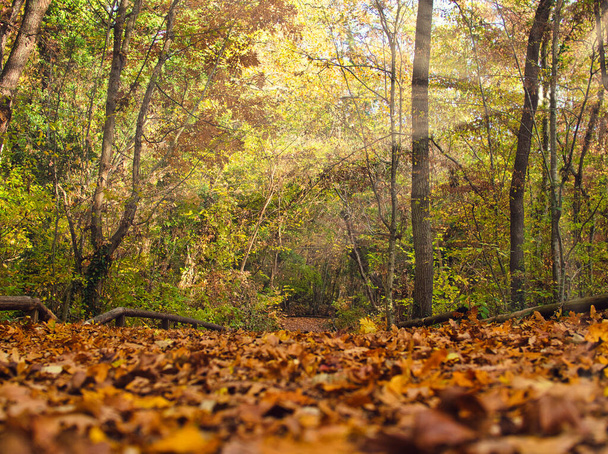 Приближается осень. Осенний лесной пейзаж с теплыми твердыми солнечными лучами через листья. - Фото, изображение