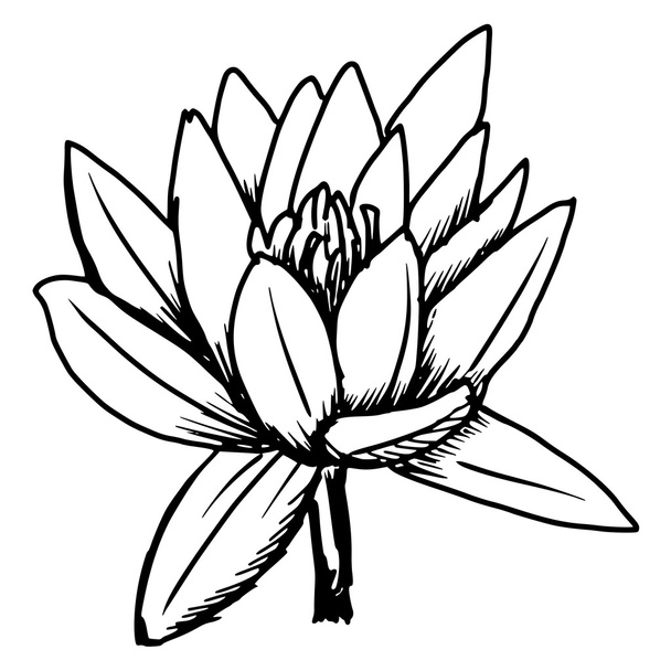 white lotus - Vector, afbeelding