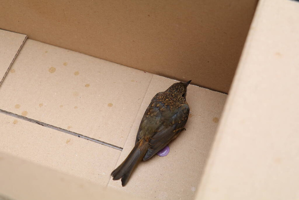 Το μικρό πουλάκι Robin αναρρώνει στο κάτω μέρος ενός χαρτονένιου κουτιού αφού είχε πετάξει σε ένα παράθυρο. - Φωτογραφία, εικόνα