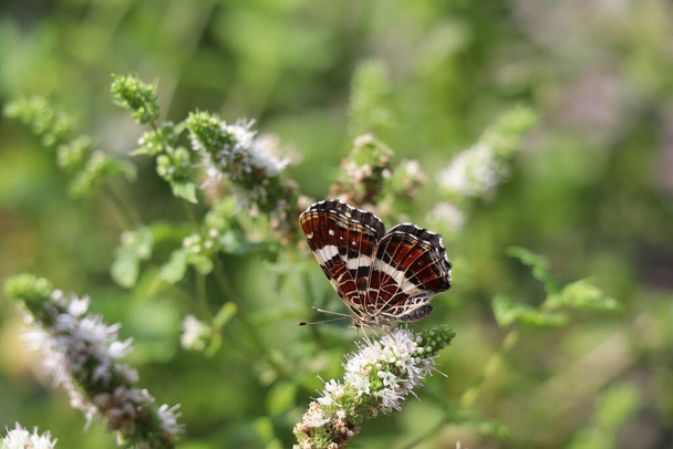 Landkarte Sommerbrut der Schmetterlinge mit geschlossenen Flügeln auf einer weißen Minzblüte - Foto, Bild
