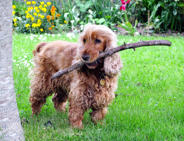 Schattig spaniel hond - Foto, afbeelding