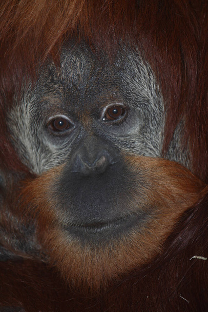 Sumatra-Orang-Oetan / Sumatran orangutang / Pongo abelii - Foto, afbeelding