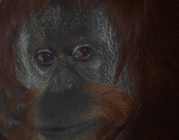 Sumatra-Orang-Utan /  Sumatran orangutang / Pongo abelii - Photo, image