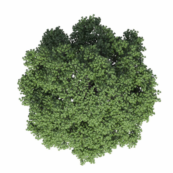 widok z góry drzewa, odizolowany na białym tle, ilustracja 3D, cg renderowania - Zdjęcie, obraz