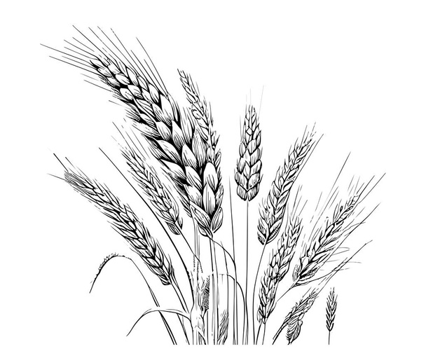 Tesouras de trigo esboço desenhado à mão gravada estilo vetor ilustração - Vetor, Imagem