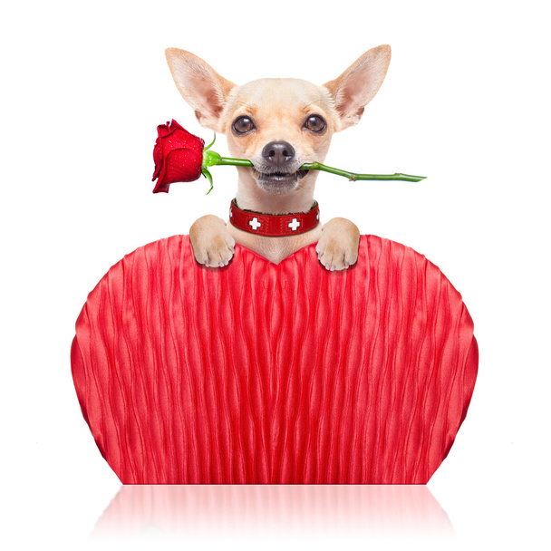 valentines perro
 - Foto, Imagen