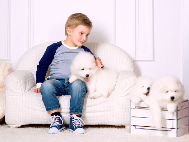 smiling little three years old boy playing with white puppy of Samoyed in studio - 写真・画像