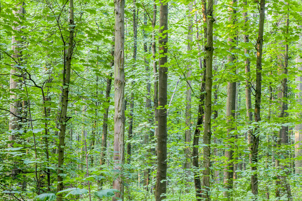 trunks in green forest as nature background - Foto, immagini