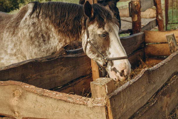 Φροντίδα και φροντίδα των αλόγων κούρσας Ένα άλογο κούρσας στέκεται σε μια μάντρα και τρώει σανό το βράδυ το φθινόπωρο. - Φωτογραφία, εικόνα