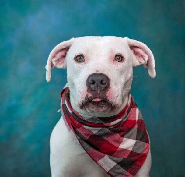 Cute photo of a dog in a studio shot on an isolated background - Foto, imagen