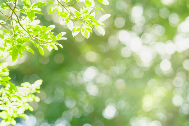 Primo piano di bella vista sulla natura foglia verde su sfondo verde sfocato in giardino con spazio copia utilizzando come sfondo copertina concetto pagina. - Foto, immagini