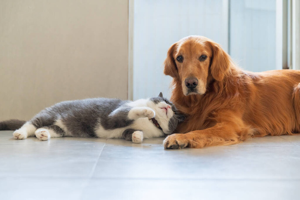 British Shorthair and Golden Retriever get along - Photo, image