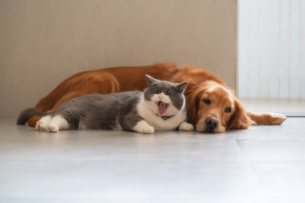 British Shorthair and Golden Retriever get along - Photo, Image