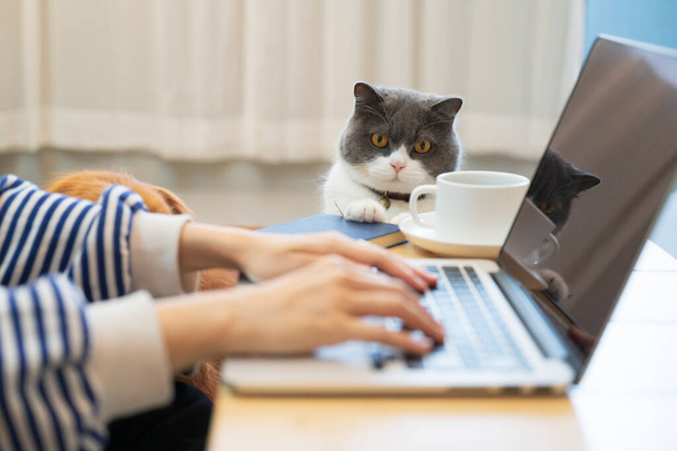 British Shorthair cat accompanies its owner to telecommute at home - Фото, изображение