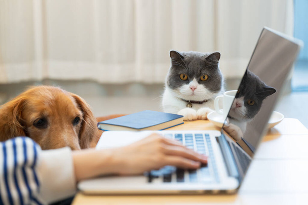 British Shorthair and Golden Retriever accompany their owners to work remotely from home - Фото, зображення