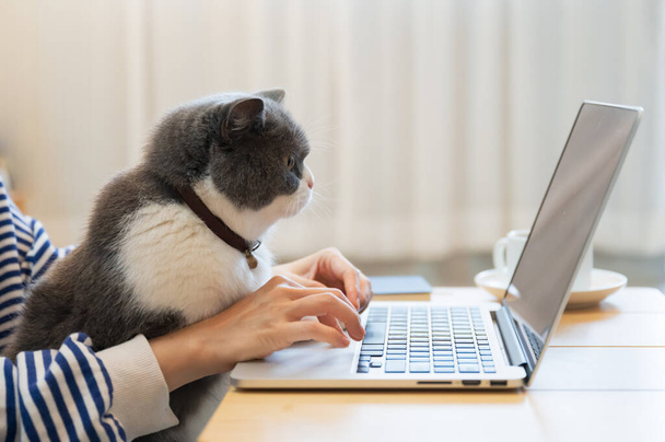 British Shorthair cat accompanies its owner to telecommute at home - Zdjęcie, obraz