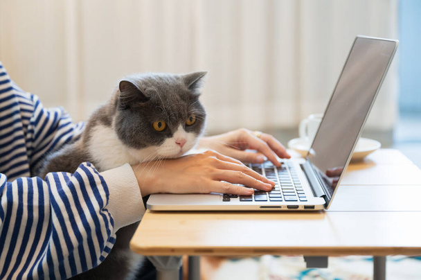 British Shorthair kot towarzyszy właścicielowi do telekomunikacji w domu - Zdjęcie, obraz