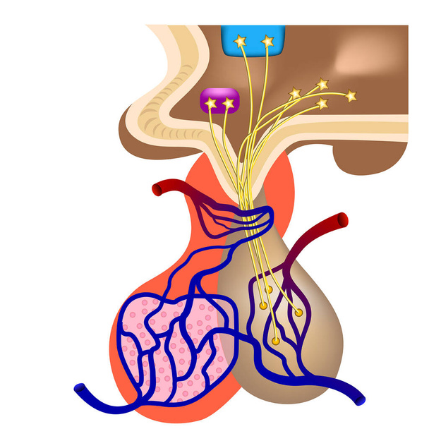 La estructura del hipotálamo humano. Órgano, parte del cerebro. Ilustración del vector médico. - Vector, Imagen