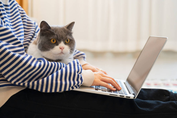 British Shorthair cat accompanies its owner to telecommute at home - Fotoğraf, Görsel