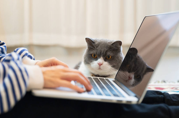 British Shorthair cat accompanies its owner to telecommute at home - Fotoğraf, Görsel