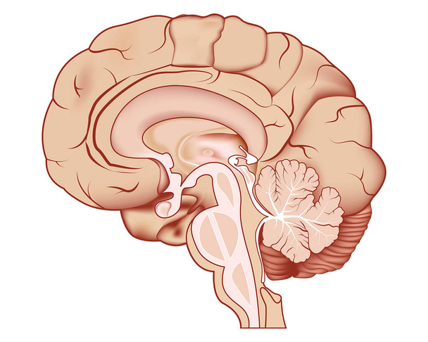 Частини людського мозку. Векторні ілюстрації. Медична ілюстрація
. - Вектор, зображення