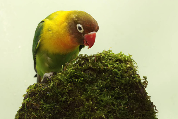 A lovebird is foraging on moss-covered ground. This bird which is used as a symbol of true love has the scientific name Agapornis fischeri. - Photo, Image