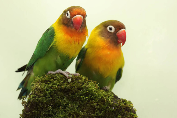 A pair of lovebirds are foraging on moss-covered ground. This bird which is used as a symbol of true love has the scientific name Agapornis fischeri. - 写真・画像