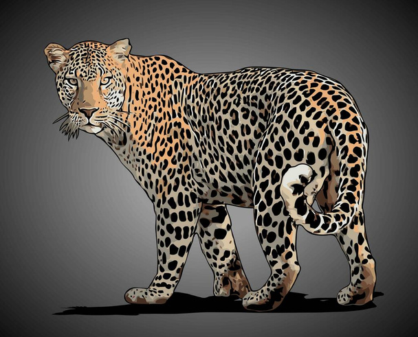 leopardi kävelevä sivunäkymä vektori malli - Vektori, kuva