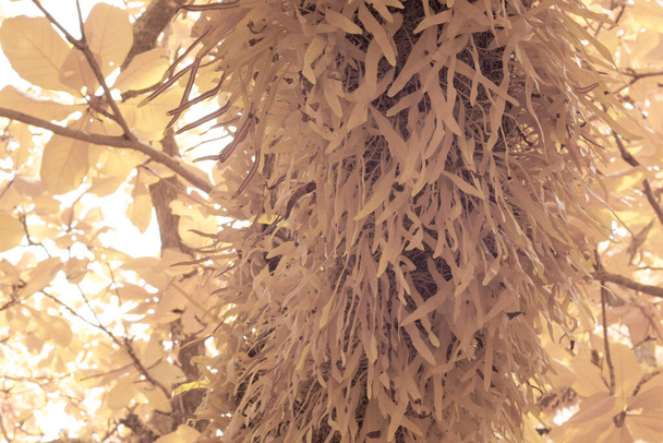 a pirosia piloselloides páfrány hosszúleveleinek infravörös képe - Fotó, kép