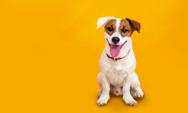 Porträt niedlicher kleiner Jack Russel Terrier Hund auf gelbem Hintergrund - Foto, Bild