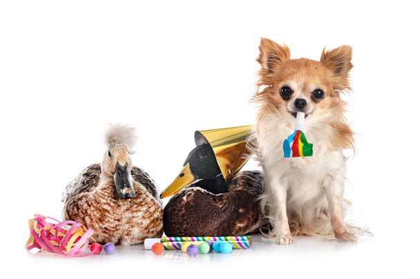duck and chihuahua for new year in front of white background - Photo, Image