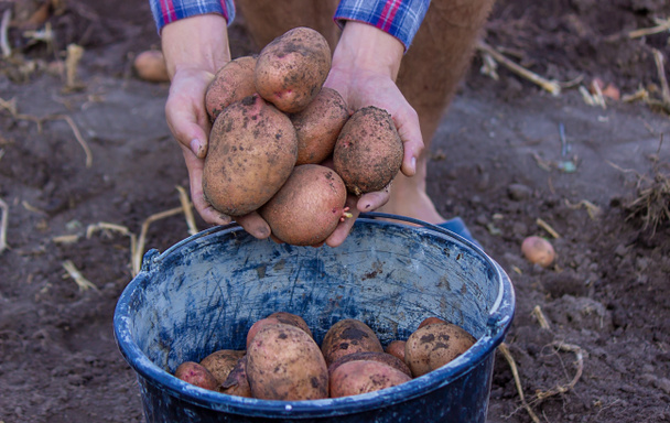 Un fermier aux mains sales tient dans ses mains des pommes de terre fraîchement cueillies. focus sélectif - Photo, image
