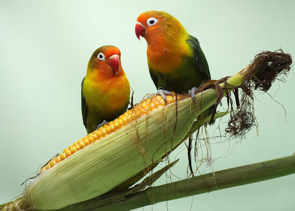 Un par de tortolitos se posan sobre un grano de maíz que está listo para ser cosechado. Esta ave que se utiliza como símbolo del amor verdadero tiene el nombre científico Agapornis fischeri. - Foto, Imagen