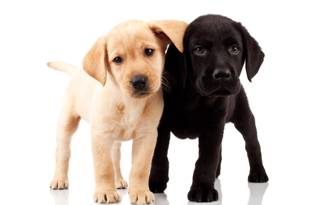 Two cute labrador puppies - Photo, Image