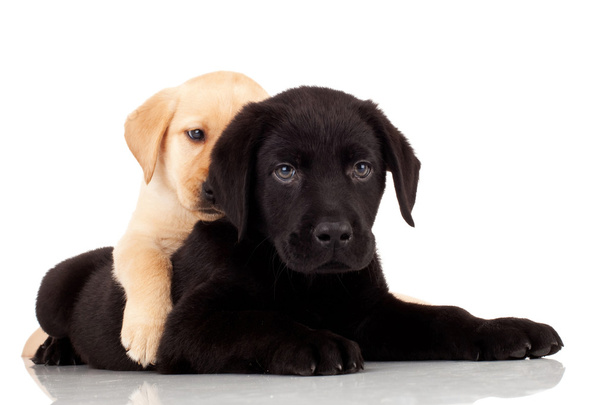 zwei süße Labrador-Welpen - Foto, Bild