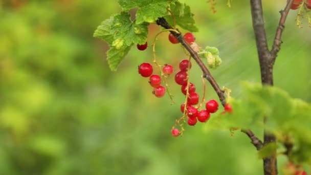 Bush with red currents berries during harvest in the garden, healthy food concept - Footage, Video