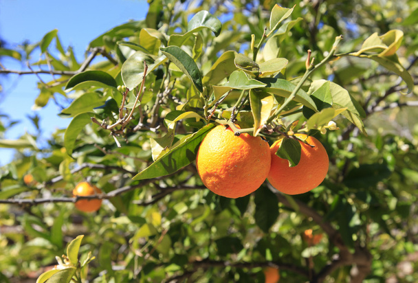 Oranges on the tree - Photo, Image