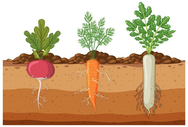 根系野菜のセット地下イラスト - ベクター画像