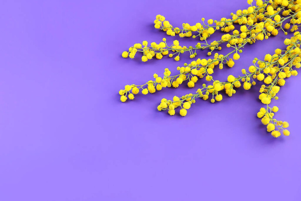 kis kerek virágok természetes sárga mimóza ágak lila háttér - Fotó, kép