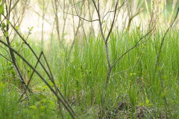 Fiatal zöld fű nő egy folyó partján, kora tavasszal. - Fotó, kép