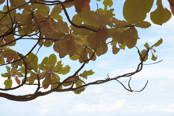 інфрачервоне зображення гілок дерева, повне листя з фоном неба
.   - Фото, зображення