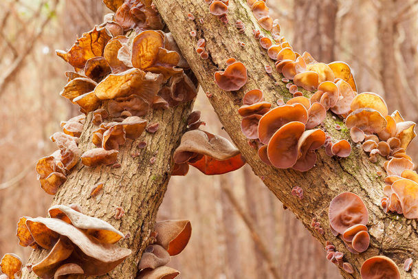 Judas Ear mushrooms, Auricularia auricula-judae, on forest tree, a delicious Chinese vegetable food - Photo, Image
