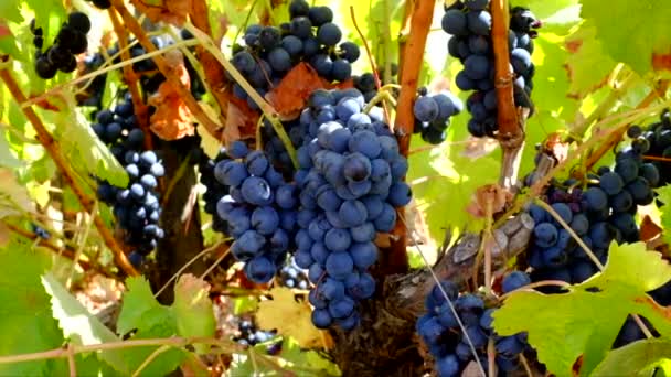 Ripe blue grapes on a tree - Footage, Video