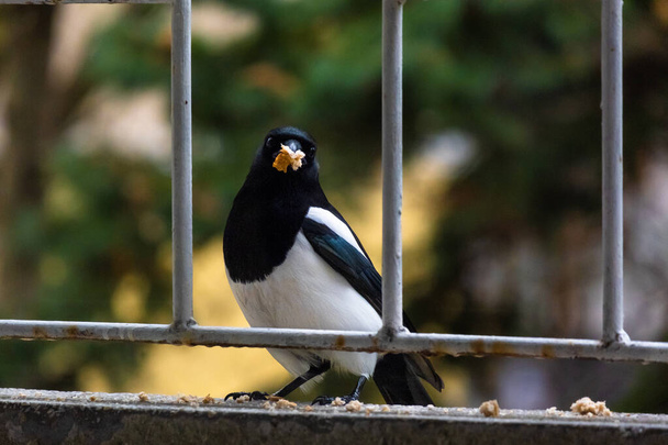 Close-up di nero-fatturati gazza uccello all'aperto - Foto, immagini