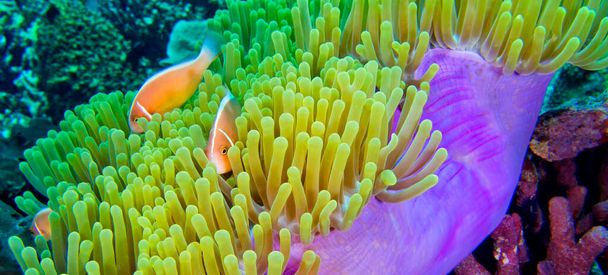 Pink Skunk Clownfish, Pink Anemonefish, Amphiprion perideraion, Magnificent Sea Anemone, Heteractis magnifica, Coral Reef, South Ari Atoll, Maldives, Indian Ocean, Asia - Photo, Image
