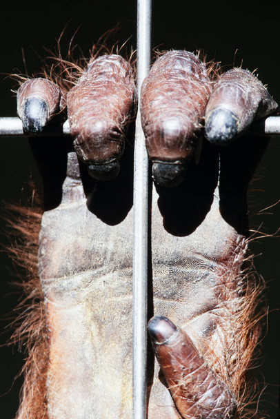 Orang-Utan, Pongo pygmaeus, Hand auf Stahlstangen des Zoo-Käfigs - Foto, Bild