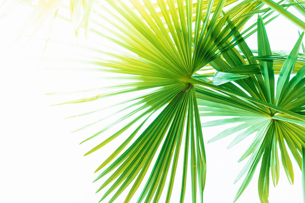 Тропические пальмовые листья, место для текста. Размытый абстрактный фон с солнечным светом, концепция пляжа, релаксация, отдых - Фото, изображение
