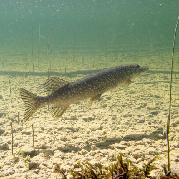 Northern Pike, Esox lucius, submerged in natural aquatic environment in shallow freshwater lake - Photo, Image